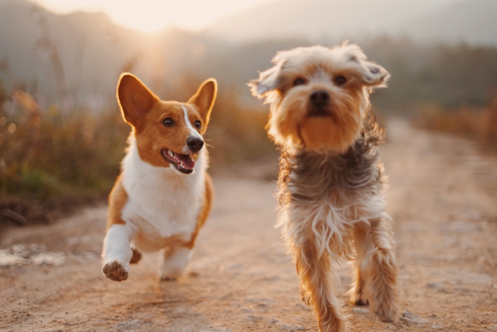 Interactive Dog Puzzle Toy — Treat-Dispensing Brain Game